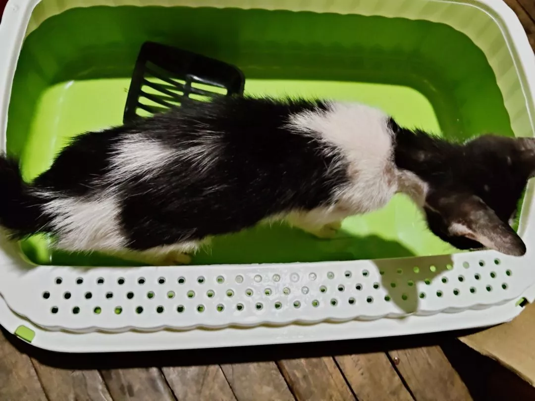 PawSafe: กระบะทรายขอบสูงพร้อมอุปกรณ์ครบครัน