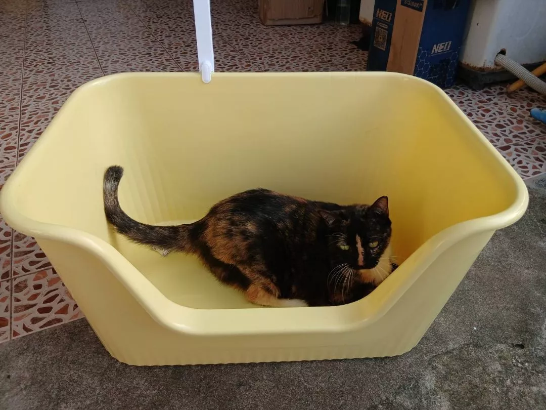 NEW🐱 กระบะทรายแมวที่ตอบโจทย์ทุกความต้องการ