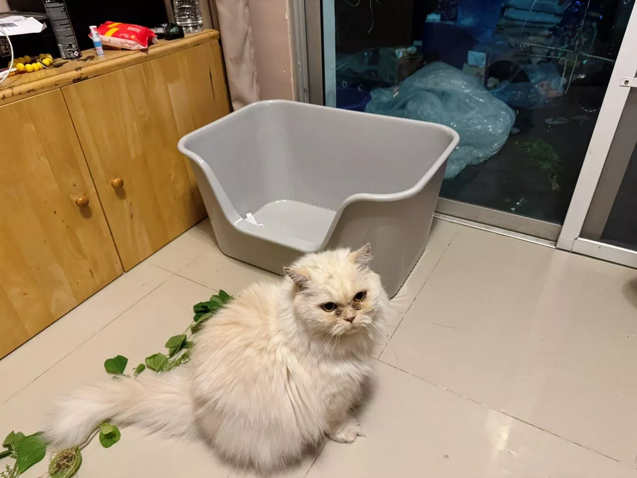 กระบะทรายแมวพร้อมที่ตัก สะดวกและปลอดภัย