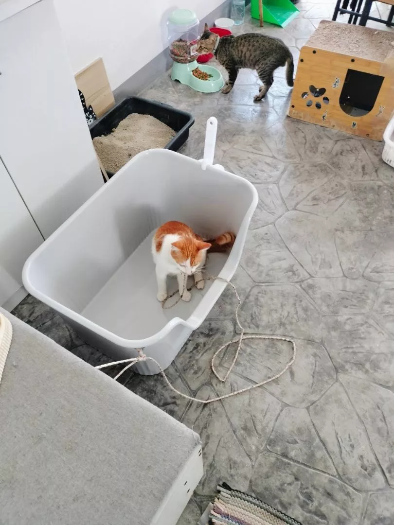 กระบะทรายแมวที่ออกแบบมาเพื่อความสะดวก