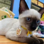 ป้ายชื่อสัตว์เลี้ยง ลายทานตะวัน สุดครีเอทีฟ