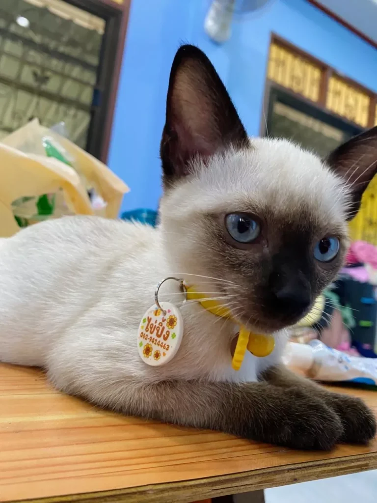 ป้ายชื่อสัตว์เลี้ยง ลายทานตะวัน สุดครีเอทีฟ