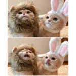 ผ้าคลุมศีรษะสุดน่ารักสำหรับลูกสุนัข