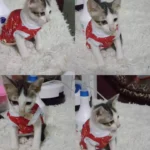 เสื้อน้องหมาและแมว พร้อมลวดลายสุดน่ารัก