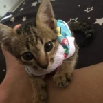 เสื้อน้องหมาและน้องแมว ลายจุดสุดน่ารัก