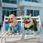 เสื้อฮาวายลายดอกไม้ สำหรับน้องหมาและแมว