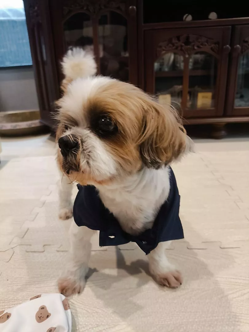 เสื้อโปโลสำหรับสัตว์เลี้ยงสไตล์คลาสสิก - Image 3