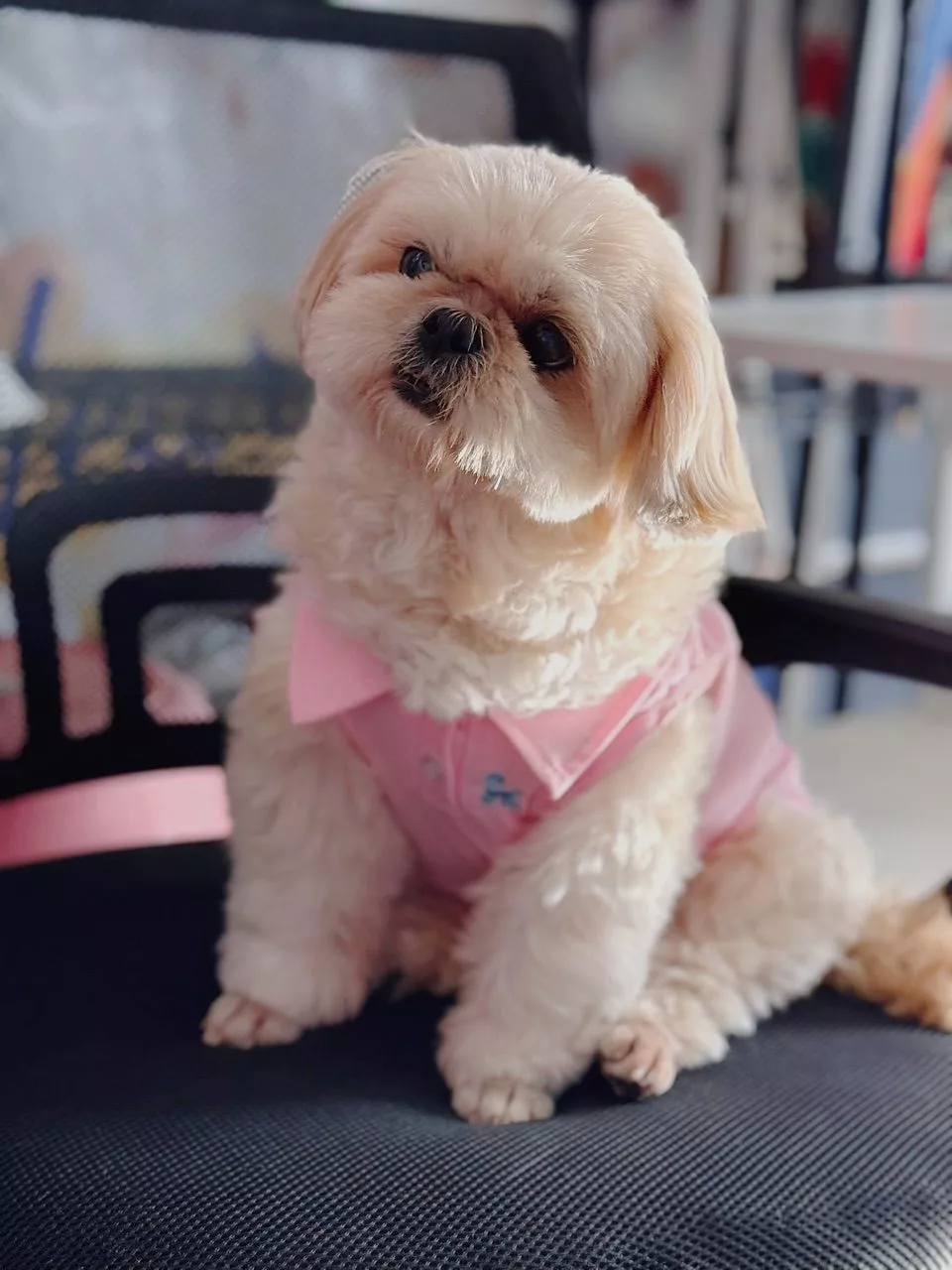 เสื้อโปโลสำหรับสัตว์เลี้ยงสไตล์คลาสสิก - Image 5