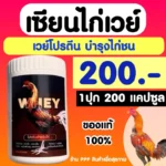 โปรตีนไก่ชน วิ่งเร็ว ตีแรง ด้วยเซียนไก่ 🏃♂️