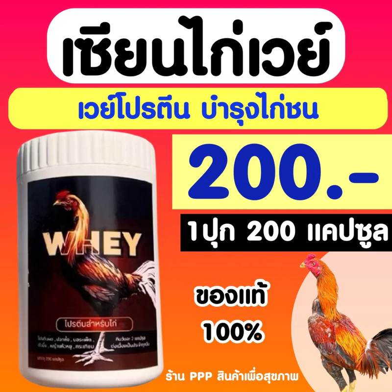 โปรตีนไก่ชน วิ่งเร็ว ตีแรง ด้วยเซียนไก่ 🏃‍♂️